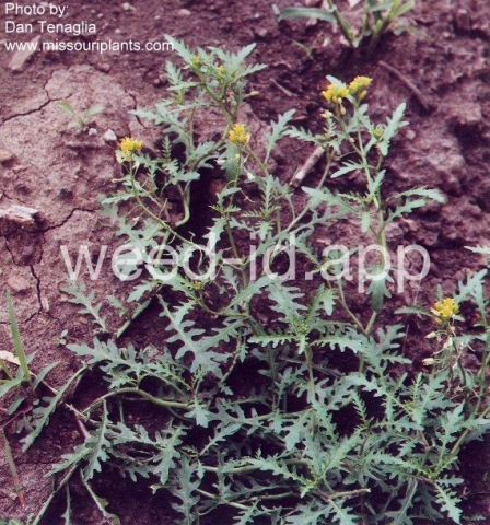 yellowcress, spreading